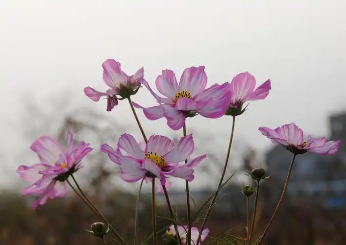 格桑花:高原上最亮丽的风景线 格桑花,生长在广袤的青藏高原上,以其