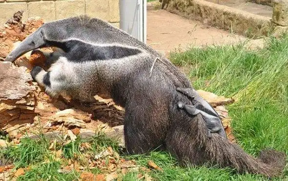 可爱!英国新生食蚁兽宝宝紧抓妈妈尾巴