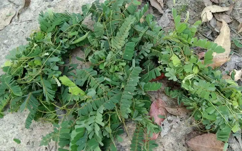 它叫鸡骨草在农村非常普遍,煲汤美味极了_哔哩哔哩_bilibili