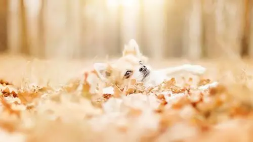 可爱狗狗们的高清写真壁纸