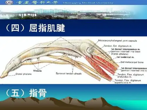 重庆医科大学,局解应用解剖课件 (四)屈指肌腱 (五)指骨