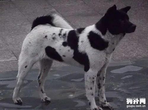 黑白花斑中华田园犬帅到没狗友