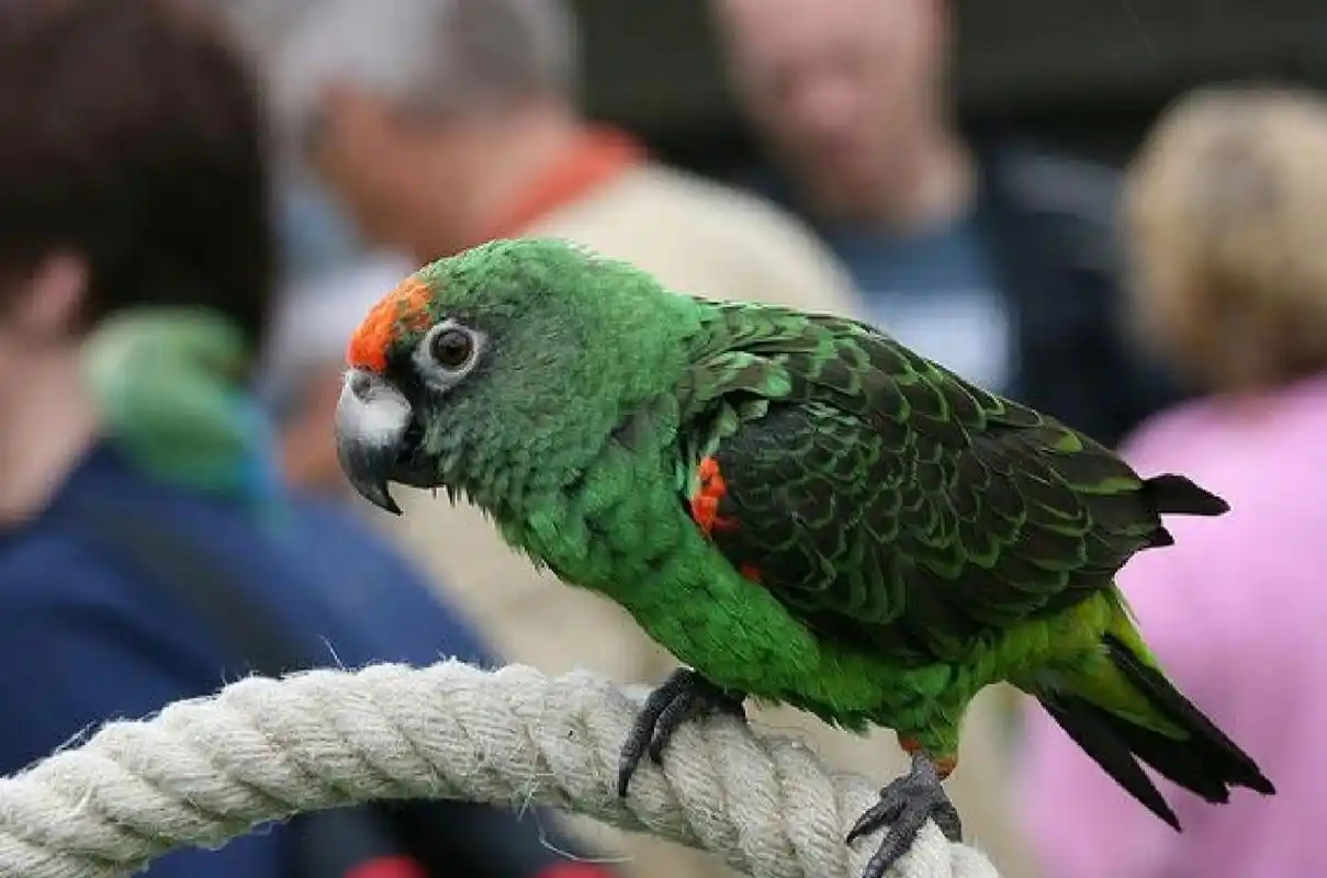塞内加尔@贾丁氏—来自非洲的缺爱小鸡 非洲系三大鹦鹉,灰机,塞内,贾