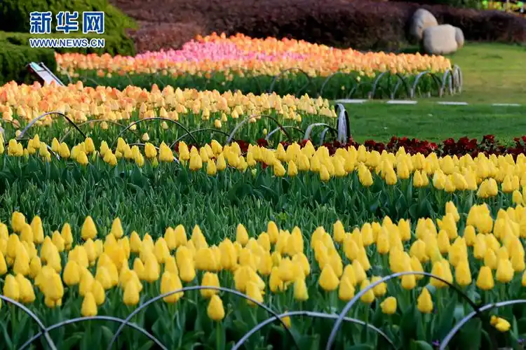 3月25日在2016年啬园第八届郁金香花展上拍摄的郁金香.