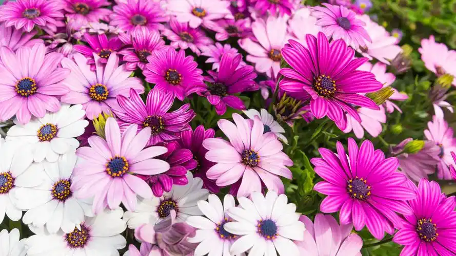 壁纸 美丽的粉红色菊花,夏花 3840x2160 uhd 4k 高清壁纸, 图片, 照片