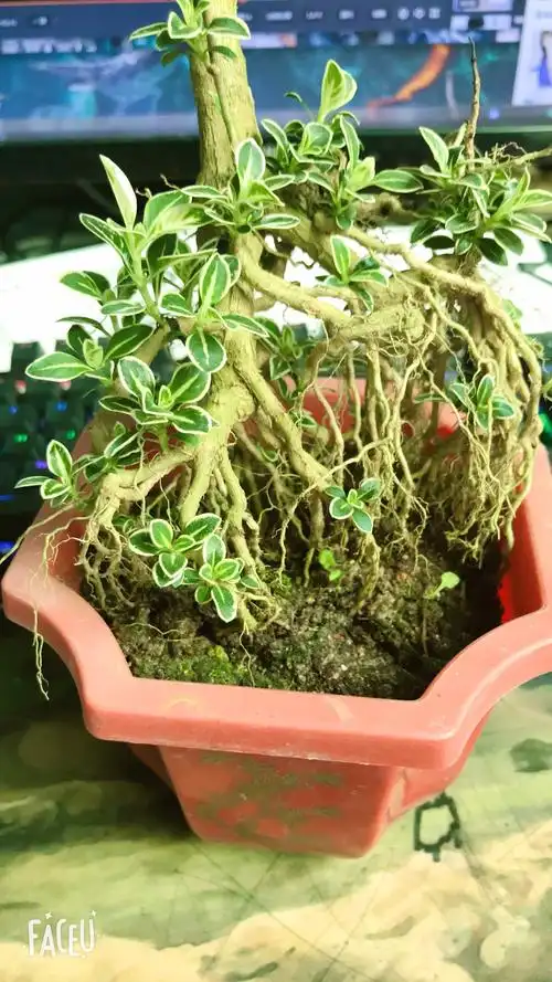 金边六月雪的养殖方法