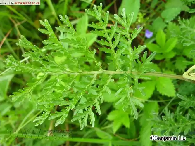 裂叶蒿artemisia tanacetifolia linn.