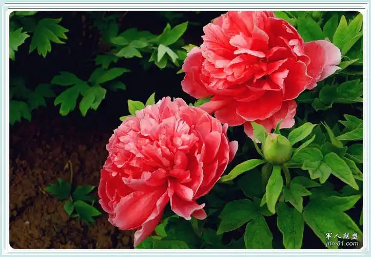 主题:〖美图共赏〗雍容华贵牡丹花