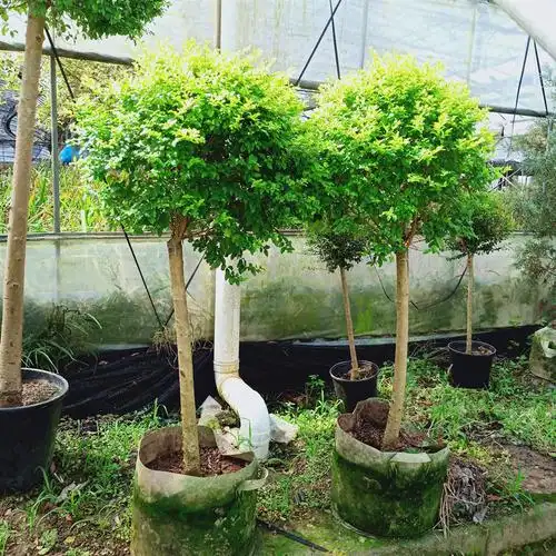 棒棒糖金叶女贞造型树金叶女贞盆栽 庭院阳台耐热耐晒木本绿植--爱鉴