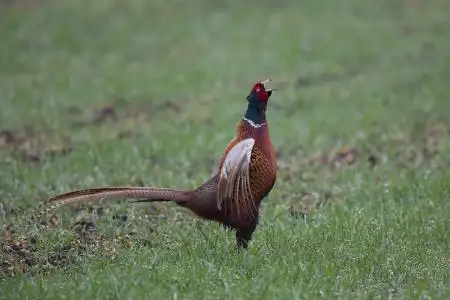 公鸡的叫声是什么样的?