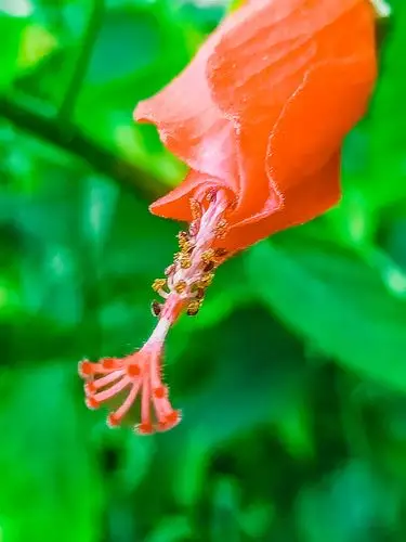 悬铃木花,花姿奇特