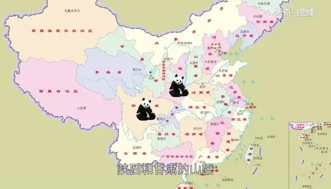 大熊猫吃肉吗 大熊猫是肉食动物吗,1分钟告诉你