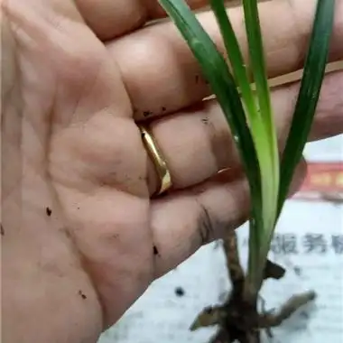 惠兰新品白心草