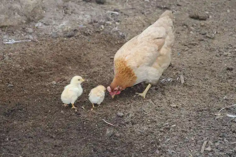 农村里的母鸡下蛋后会咯咯叫,母鸡想要表达什么意思?