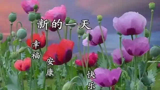 上午好祝福美图会动的漂亮图片大全