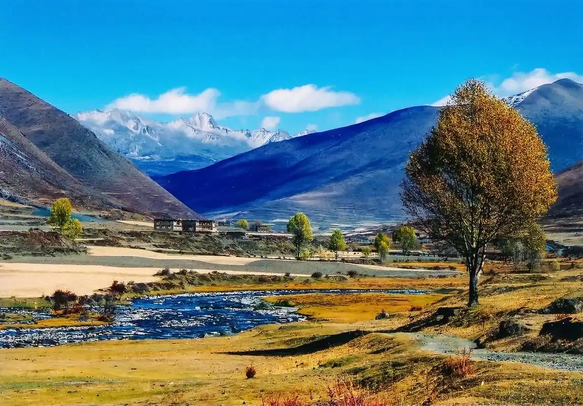 金黄草原与雪山:一片奇妙的自然景观  在蓝天白云的映衬下,一片金黄色