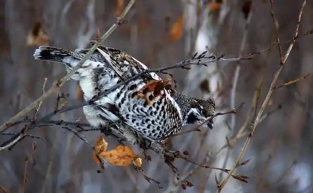 东北特产——飞龙