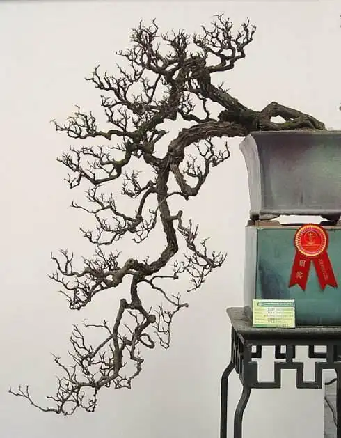 半悬崖型盆景造型吸睛,这3个塑性要点,更具美感!