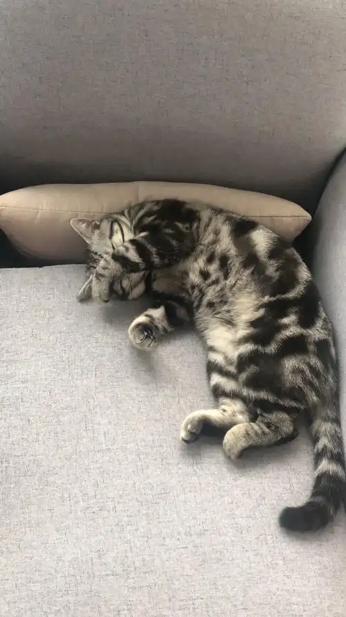 银渐层加美短虎斑 一公一母 便宜打包 送所有物品