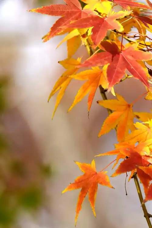 晚秋飘零的枫叶