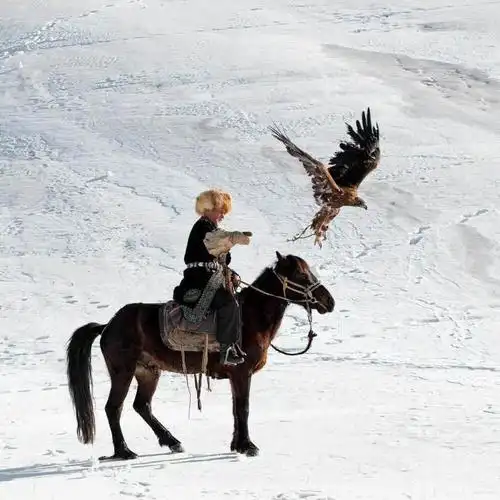 寻访哈萨克族失落的驯鹰人