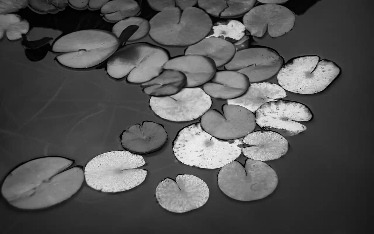 黑白古风园林唯美高清桌面壁纸