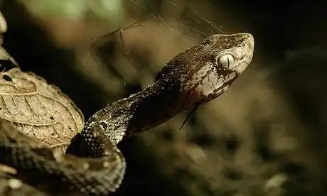 saving the snakes of st lucia