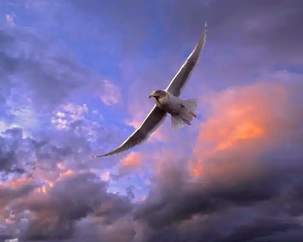 飞翔的小鸟-动物世界系列壁纸