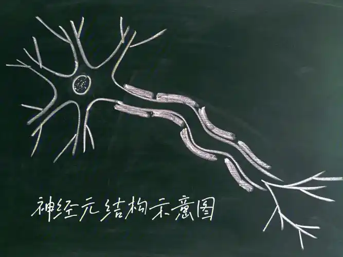 生物试讲板书板画分享