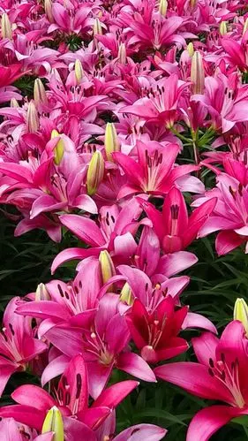 《我的美篇》边走边拍(31)漂亮的百合花