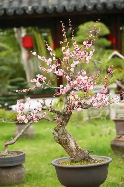 古猗园梅花盆景"凌寒独自开"