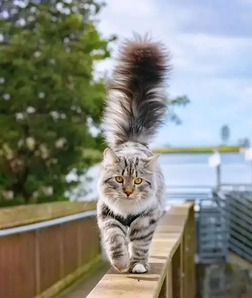 西伯利亚森林猫 西伯利亚森林猫多少钱一只-起航号