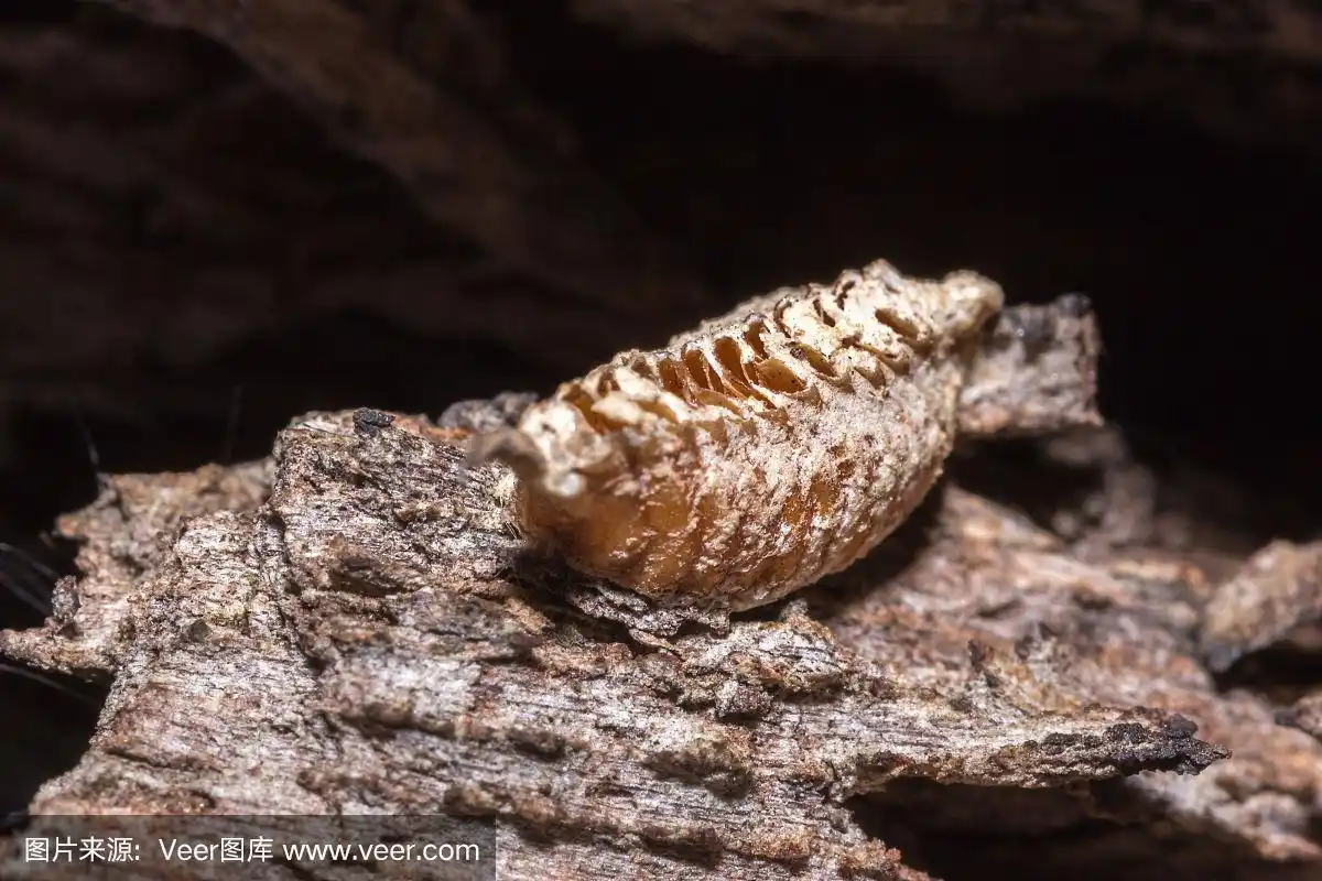 螳螂卵卵囊,开普敦,南非