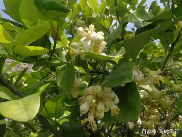 一树载满生命繁殖意义的香泡树花