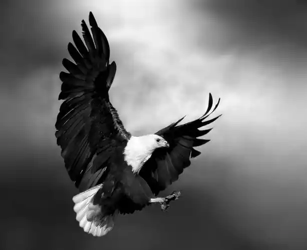 【天狼收藏】国外摄影-雄鹰展翅 - 天狼 - 指尖缘