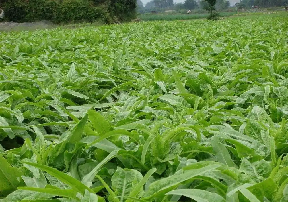 秋冬季节,适合种植的8种蔬菜,抗寒能力超级强,种植方式很简单
