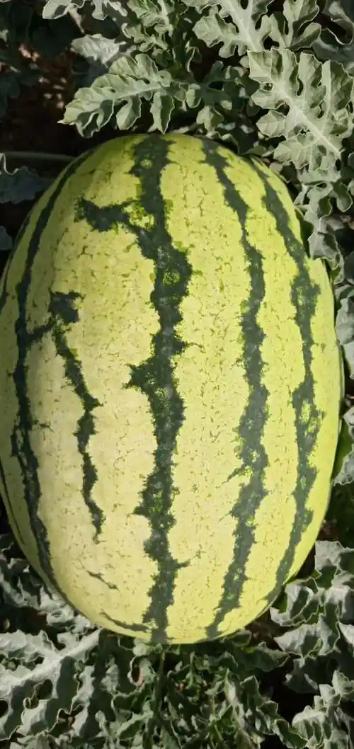 宁夏西瓜价格宁夏石缝瓜代收代办宁夏中卫西瓜产地行情