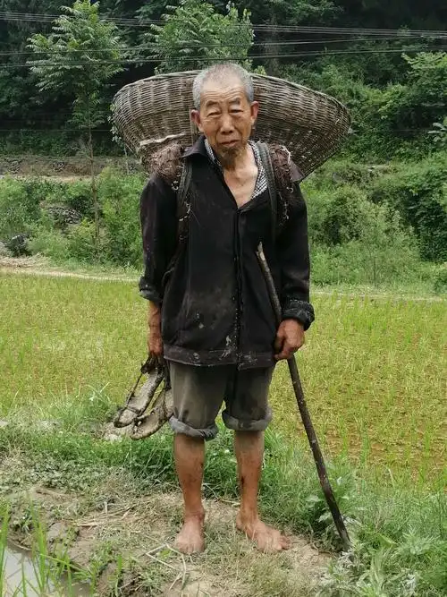 夏收夏插忙,老人当自强