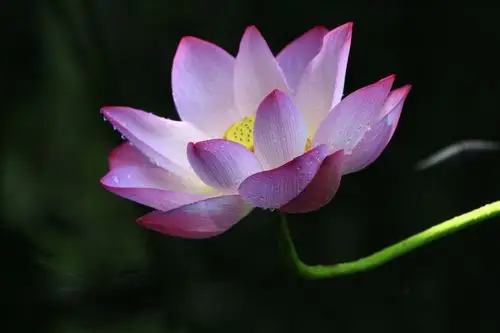 禅定无烦恼,心如莲花开