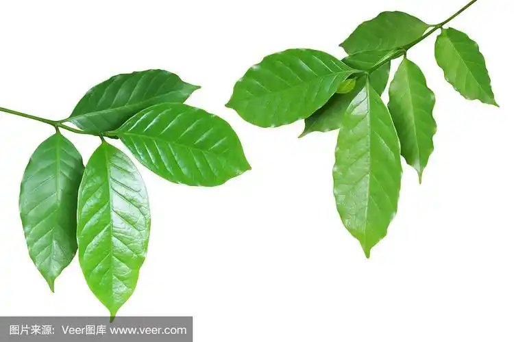 新鲜的绿色咖啡叶子孤立在白色背景与剪切路径