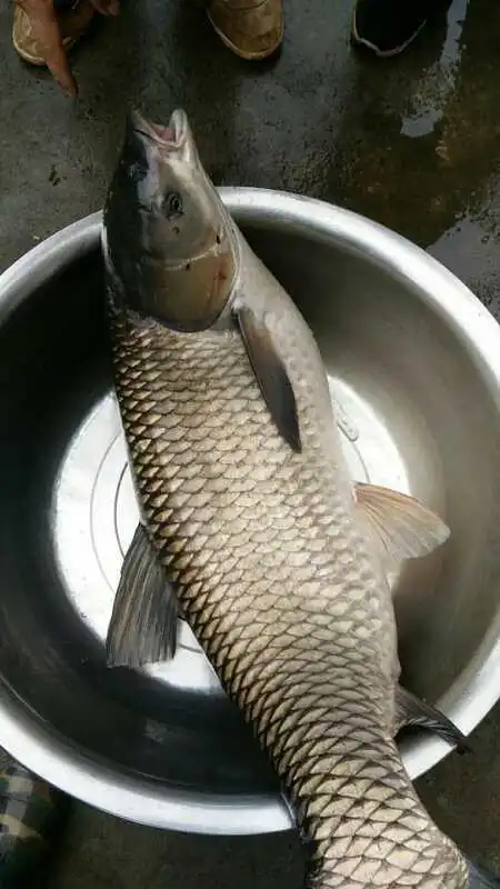 夏天的草鱼最好钓这几个方法掌握后你需要一个大鱼包