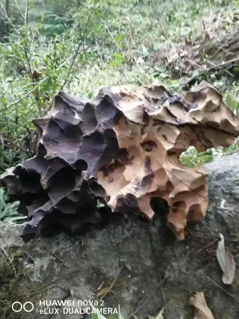 天然洞洞石.#景观石. - 抖音