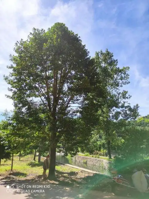 浙江乐昌含笑12公分行道树价格咨询千喜苗木合理出售