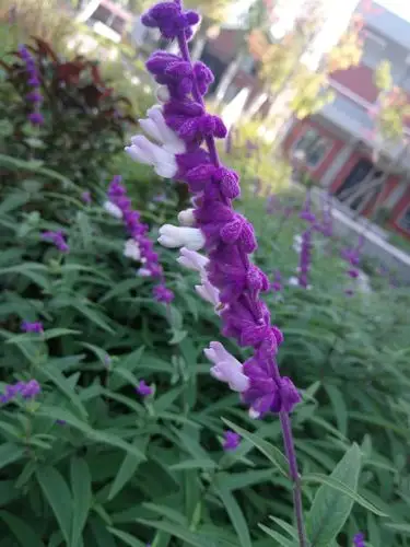 好漂亮的紫绒鼠尾草