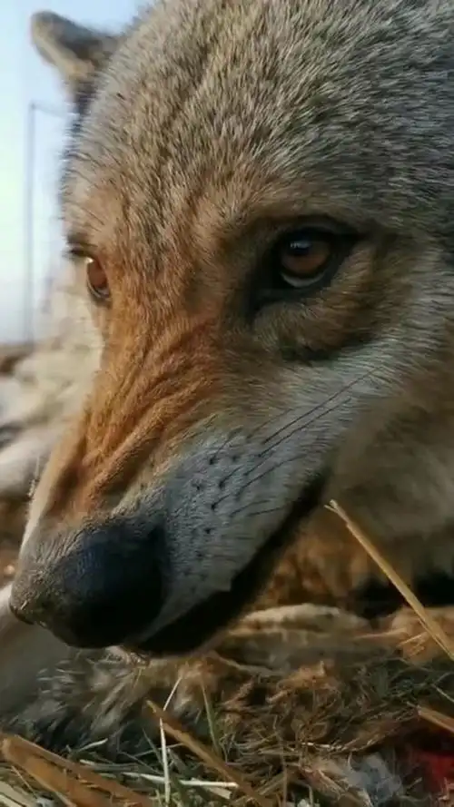 近距离观察露出獠牙的狼,看着这么凶狠,实在太危险了