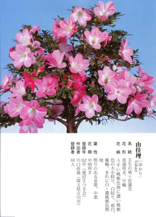 皋月杜鹃 61 由佳理yukari-红枫,美国红枫,日本红枫