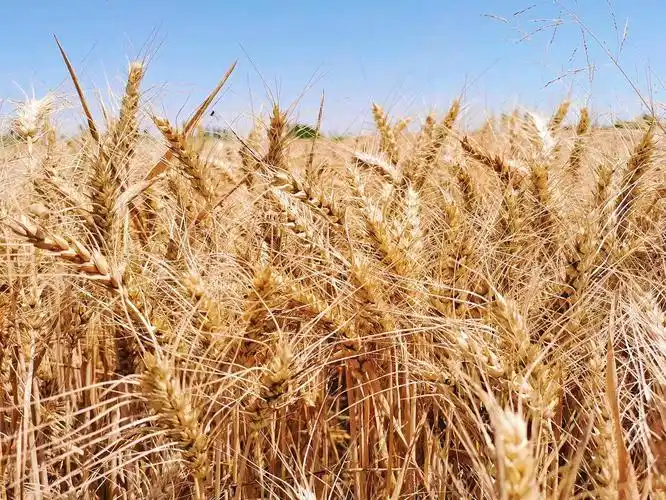 二十四团万亩小麦喜获丰收