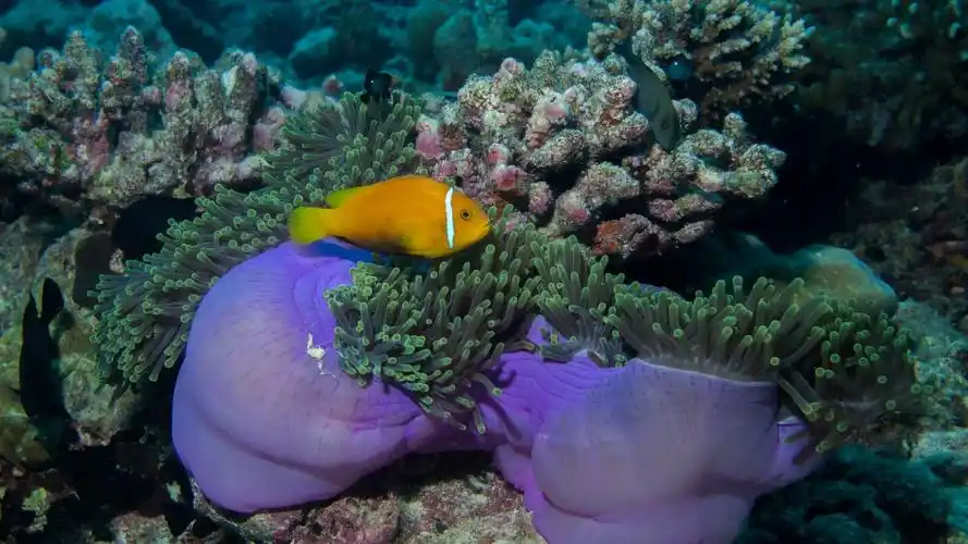 海底珊瑚和珊瑚礁图片-动物壁纸-高清动物图片-第6图-娟娟壁纸