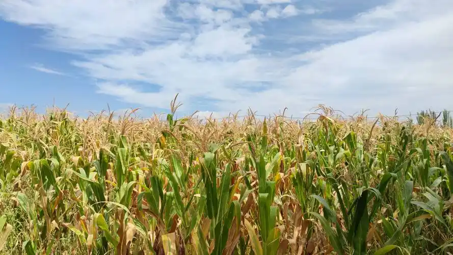 轮台县塔尔拉克乡:玉米喜丰收 农民乐开怀_拉克村_上级_收获