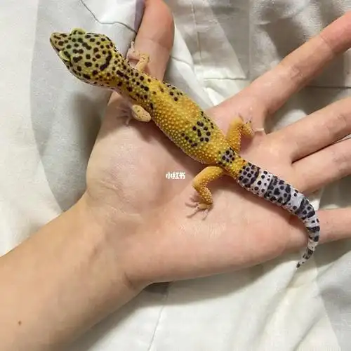 出守宫 自带价_九江攻略_豹纹_维生素_面包_守宫_宠物_宠物其他